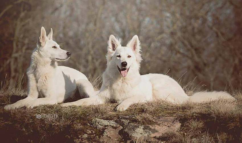 Nukha - weisser Schferhund von den Grenzgngern